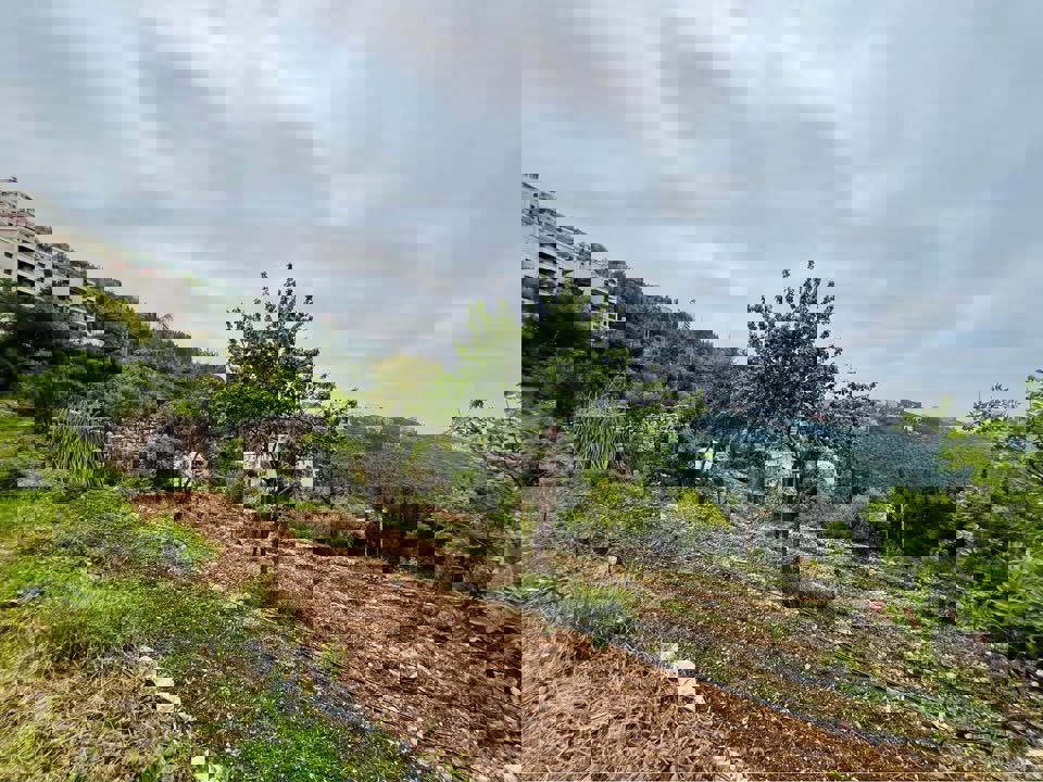 Aura Ghadras Thumbnail